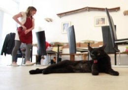 Vienna’s first cat cafe